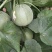 绿宝甜瓜6两以上，头茌瓜