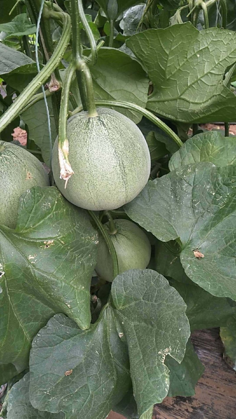 绿宝甜瓜6两以上，头茌瓜