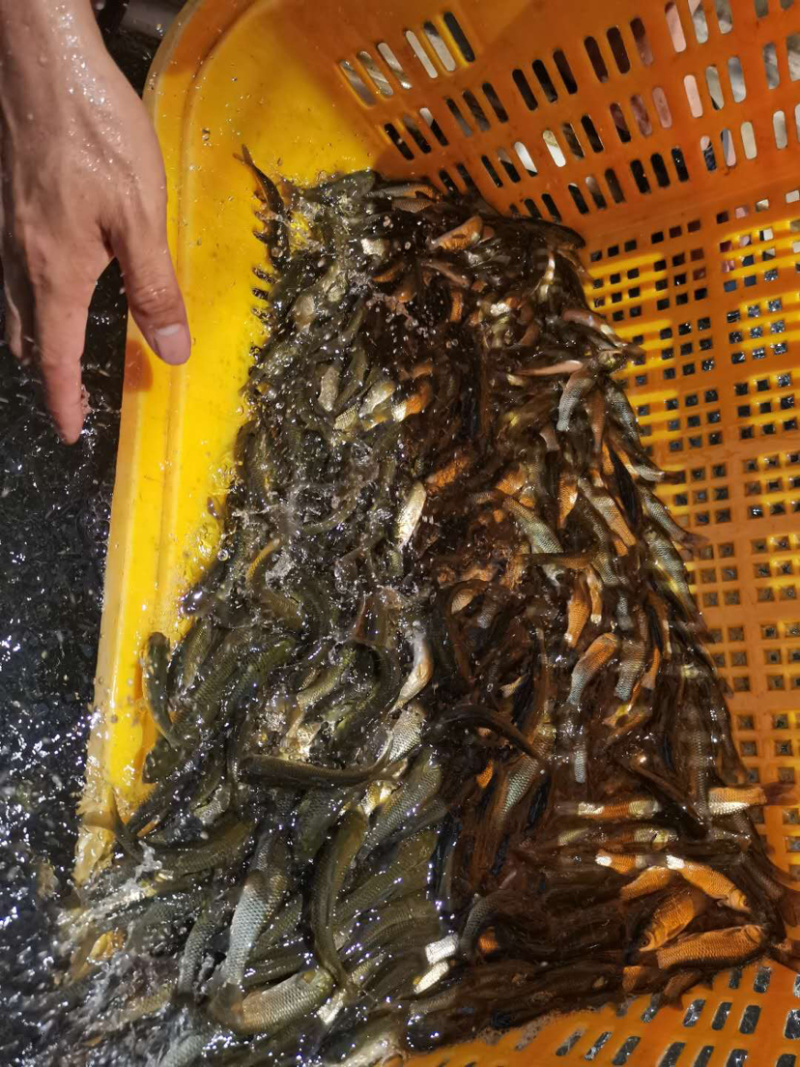 【草鱼苗】草鱼苗、打过疫苗、规格齐全、买家保障