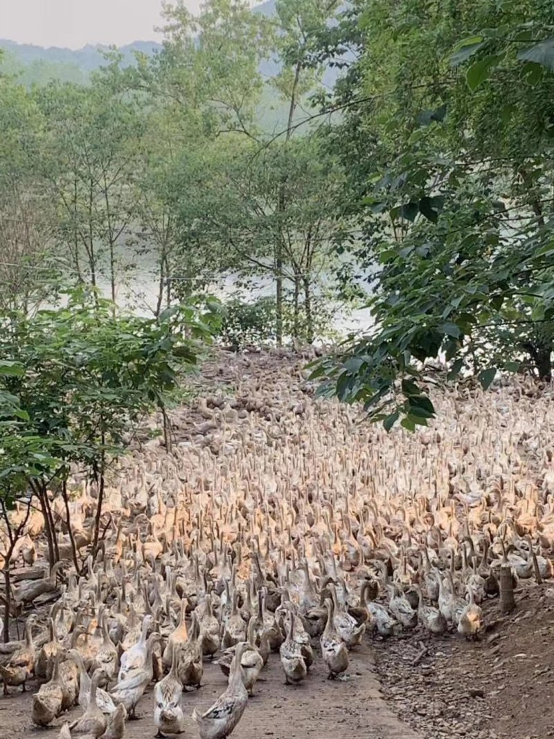 淘汰水鸭大量上市，需要的可以下单全国各地可以包配送到家