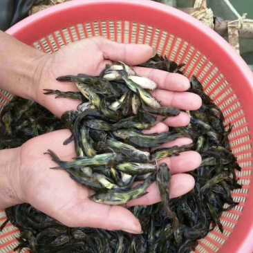 【黄颡鱼苗】黄颡鱼苗.黄辣丁、黄骨鱼苗.场地直供.
