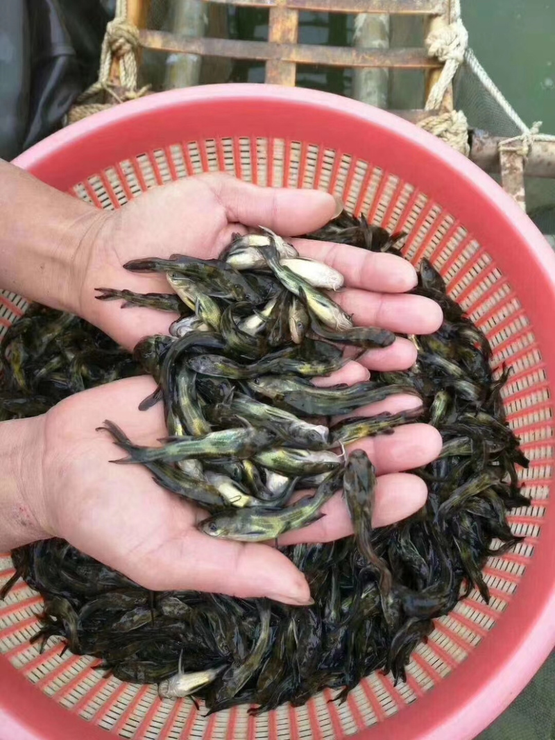 【黄颡鱼苗】黄颡鱼苗.黄辣丁、黄骨鱼苗.场地直供.