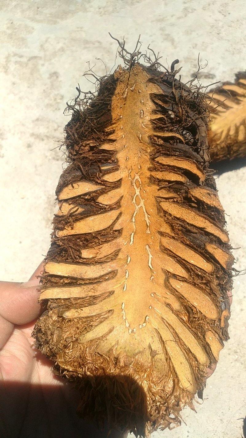 东北贯众.一手货源可以视频看货有需要的联系