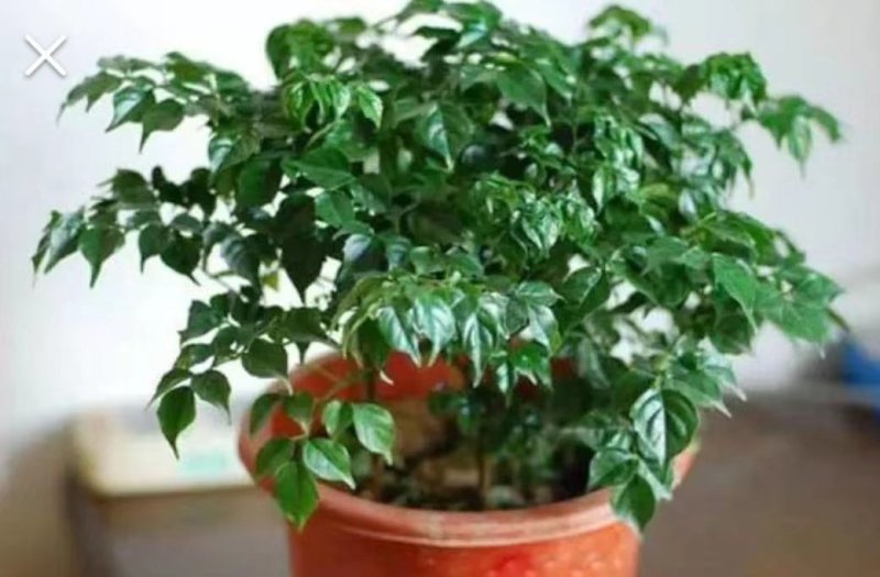 幸福树盆栽植物室内大客厅树桩平安发财大型盆景花卉绿植