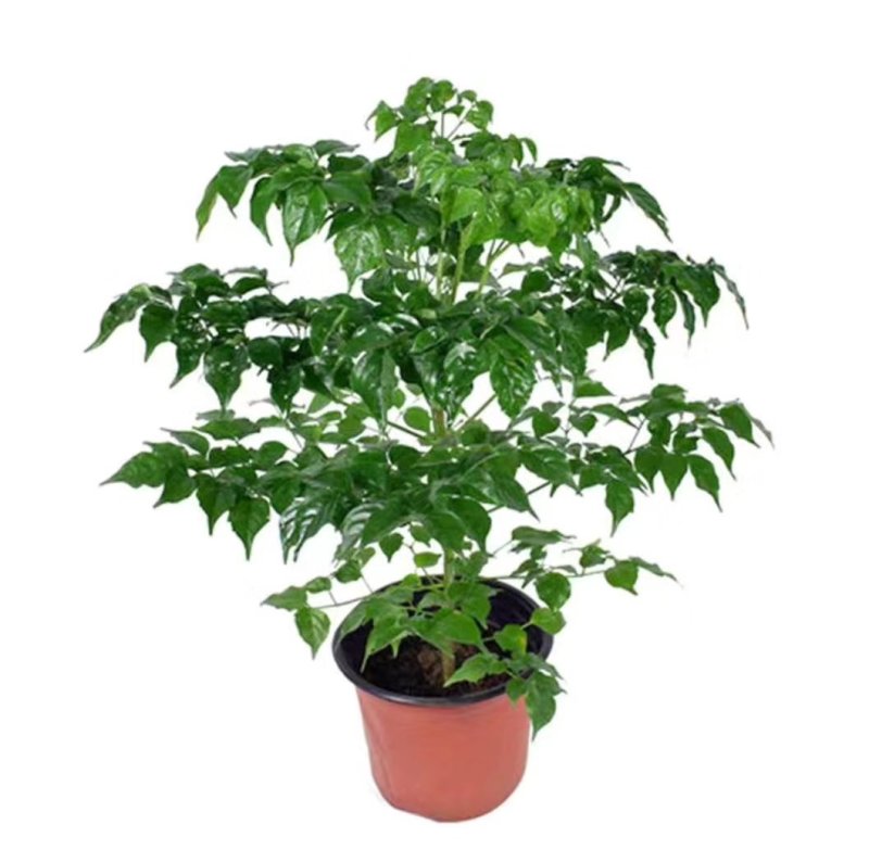 幸福树盆栽植物室内大客厅树桩平安发财大型盆景花卉绿植
