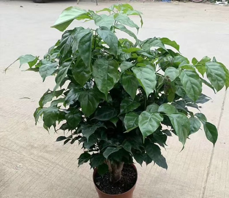 幸福树盆栽植物室内大客厅树桩平安发财大型盆景花卉绿植