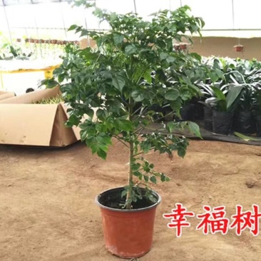 幸福树盆栽植物室内大客厅树桩平安发财大型盆景花卉绿植
