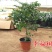 幸福树盆栽植物室内大客厅树桩平安发财大型盆景花卉绿植