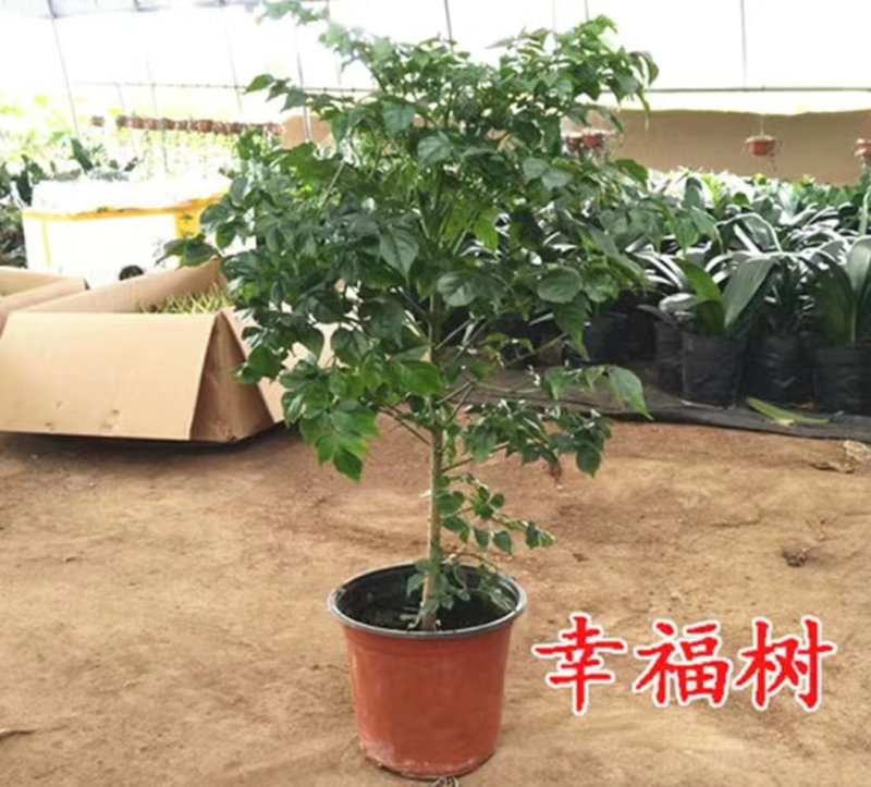 幸福树盆栽植物室内大客厅树桩平安发财大型盆景花卉绿植