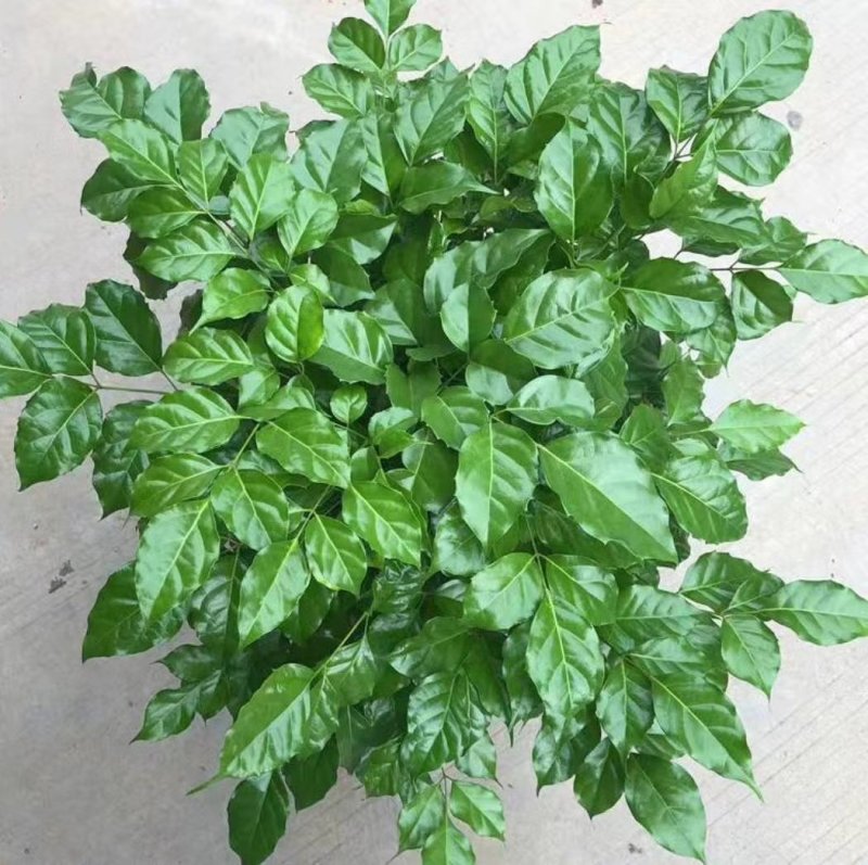 幸福树盆栽植物室内大客厅树桩平安发财大型盆景花卉绿植