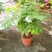 幸福树盆栽植物室内大客厅树桩平安发财大型盆景花卉绿植