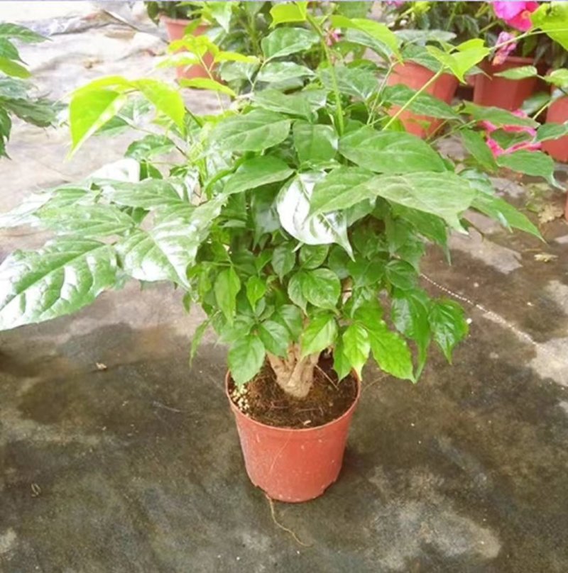 幸福树盆栽植物室内大客厅树桩平安发财大型盆景花卉绿植