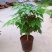 幸福树盆栽植物室内大客厅树桩平安发财大型盆景花卉绿植