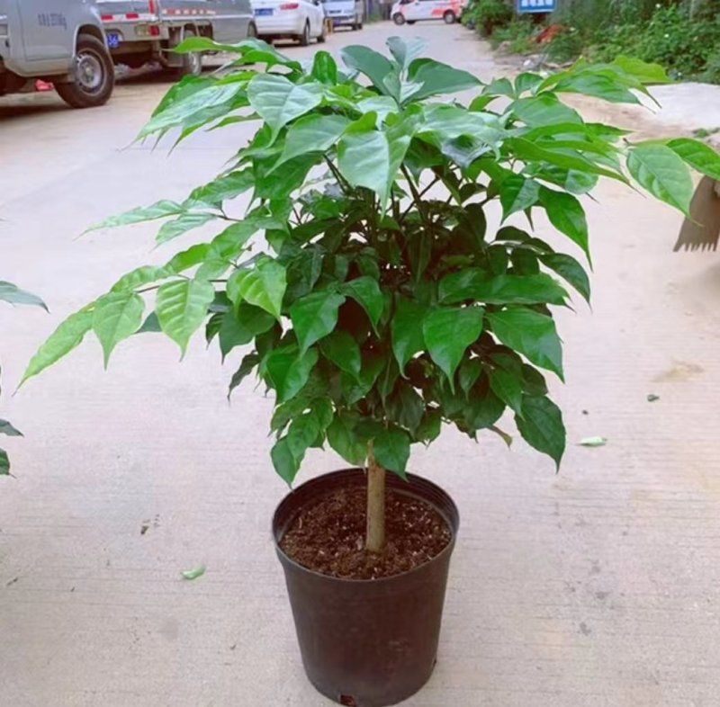 幸福树盆栽植物室内大客厅树桩平安发财大型盆景花卉绿植