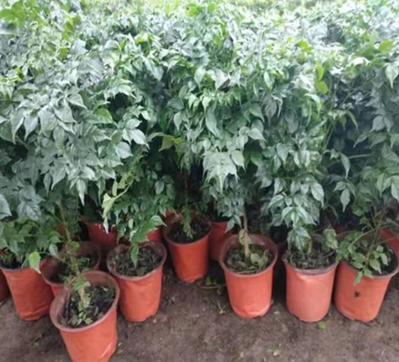 幸福树盆栽植物室内大客厅树桩平安发财大型盆景花卉绿植