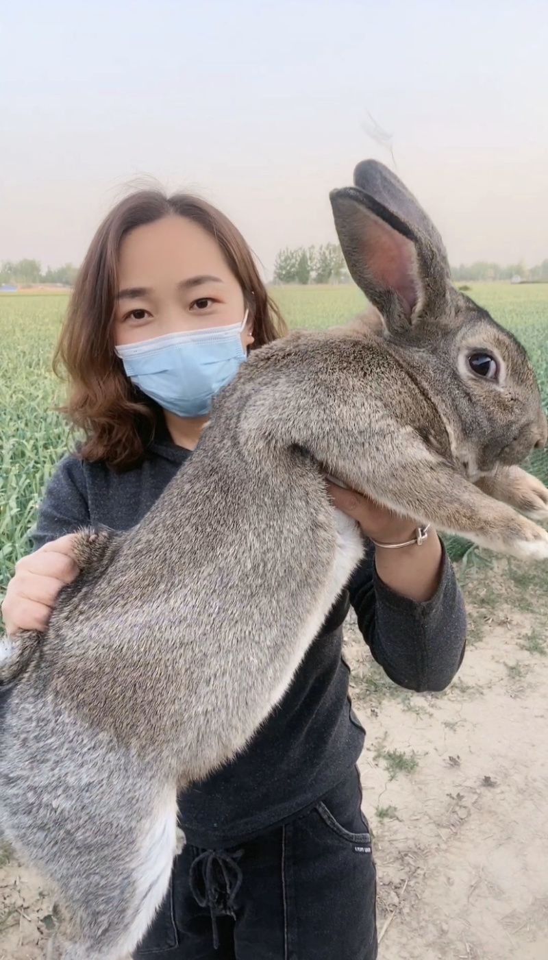 推荐《厂家直销》肉兔种兔💥包技术💥包回收