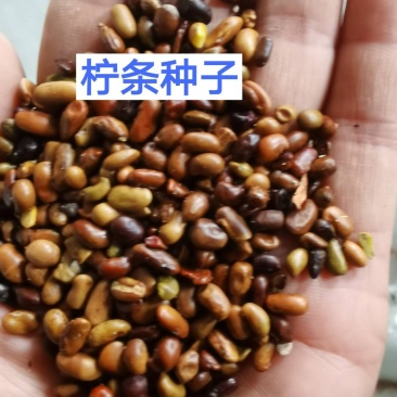 柠条种子