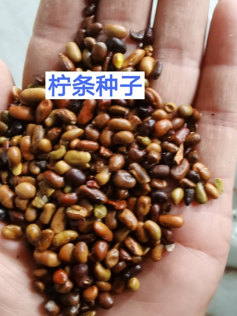 柠条种子