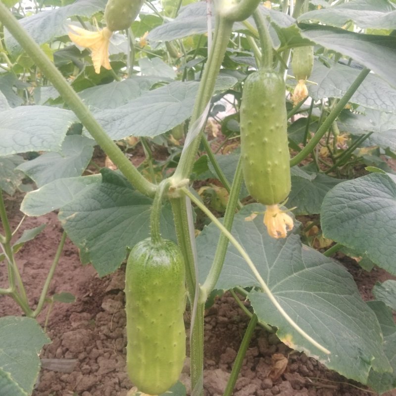 鲜丹水果黄瓜上市中
