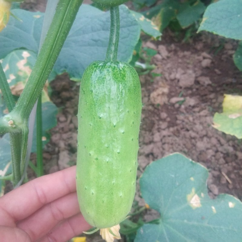 鲜丹水果黄瓜上市中