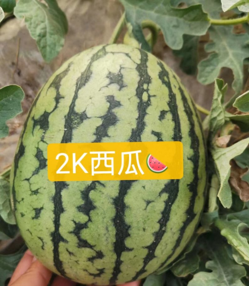 【推荐】山东潍坊2K红玉西瓜，小西瓜基地直销精选品质