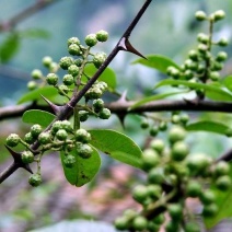 重庆青花椒基地直供物优价廉