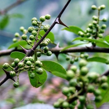 重庆青花椒基地直供物优价廉