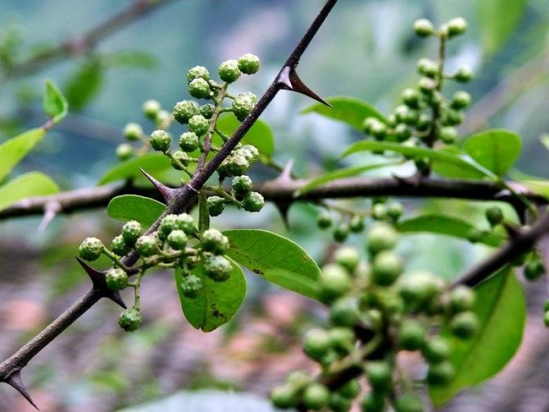 重庆青花椒基地直供物优价廉