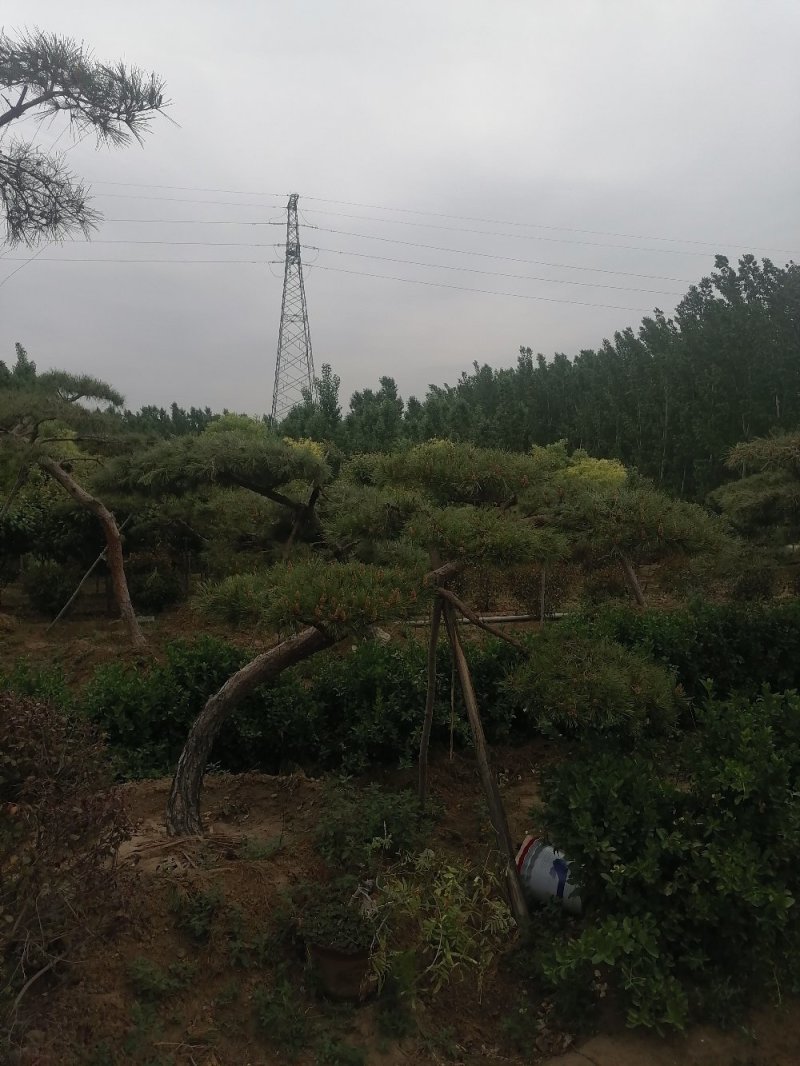 精品各种规格赤松造型松
