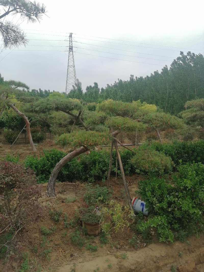 精品各种规格赤松造型松