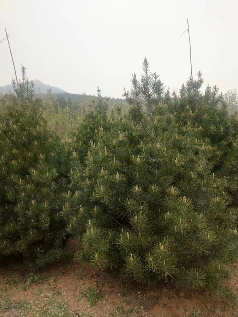 优质精品1—6米白皮松