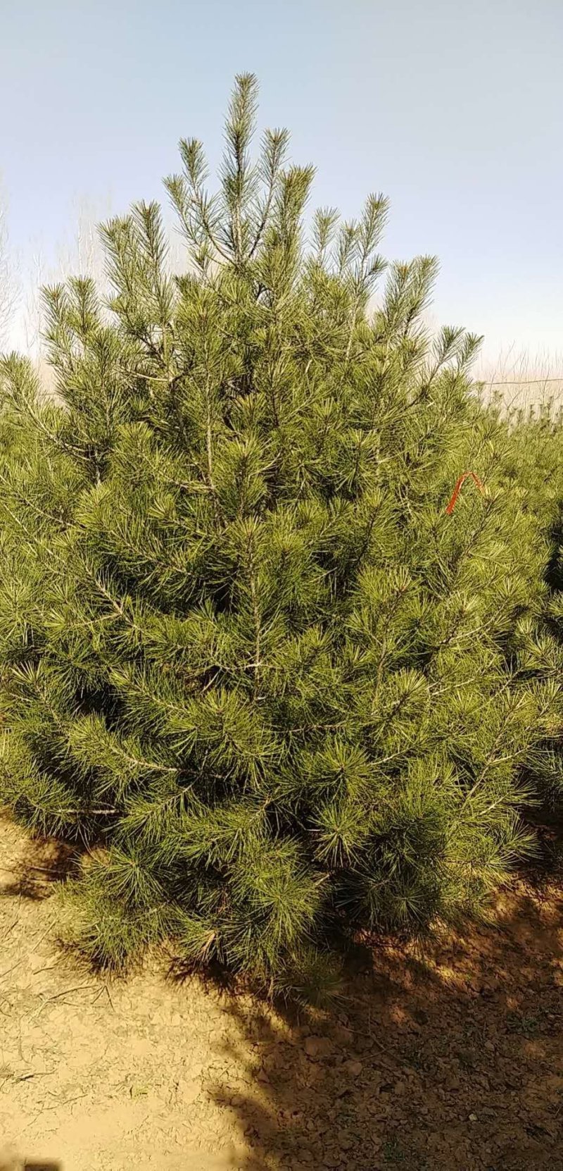 优质精品1—6米白皮松