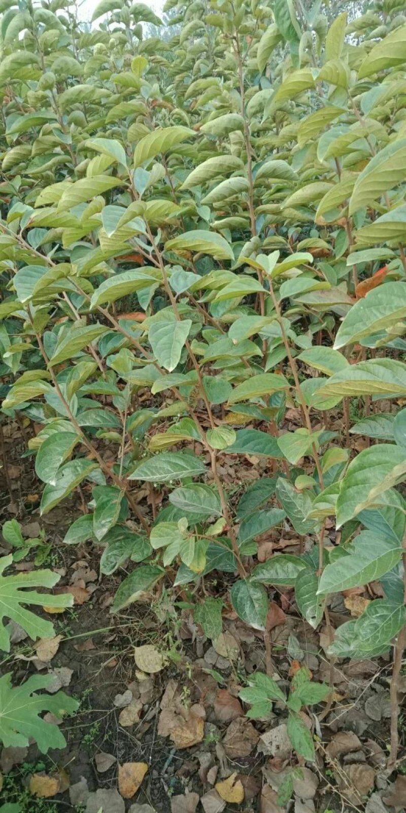 大秋，富有，藤八，黑柿，阳丰，火葫芦，方柿，牛心柿