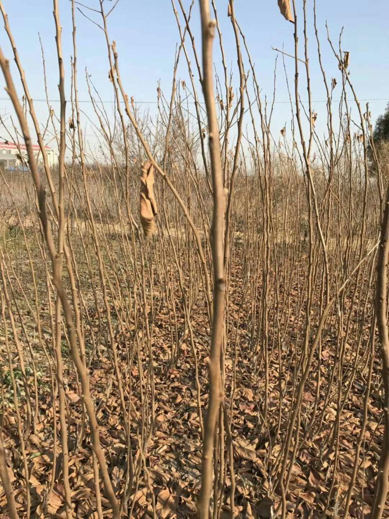 大秋，富有，藤八，黑柿，阳丰，火葫芦，方柿，牛心柿