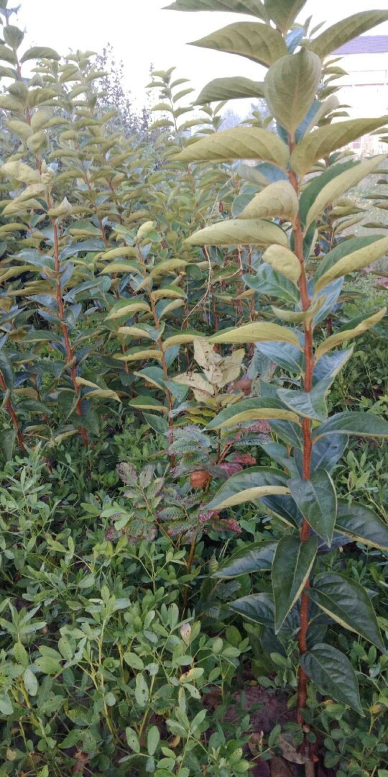 大秋，富有，藤八，黑柿，阳丰，火葫芦，方柿，牛心柿