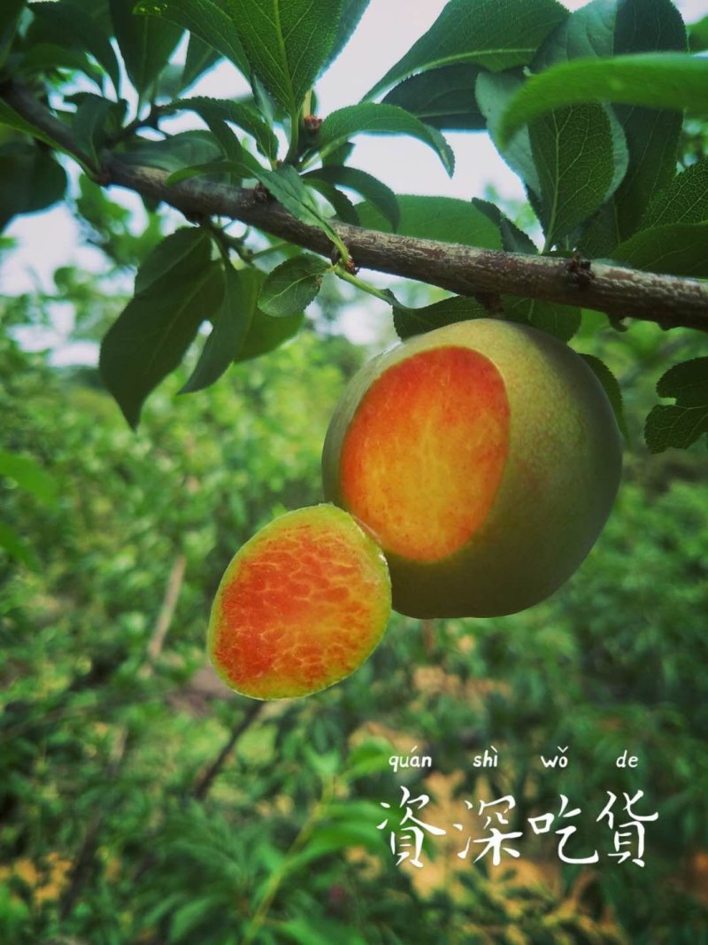 六月红李，六月紫，天泰，403.巨早红，早富贵