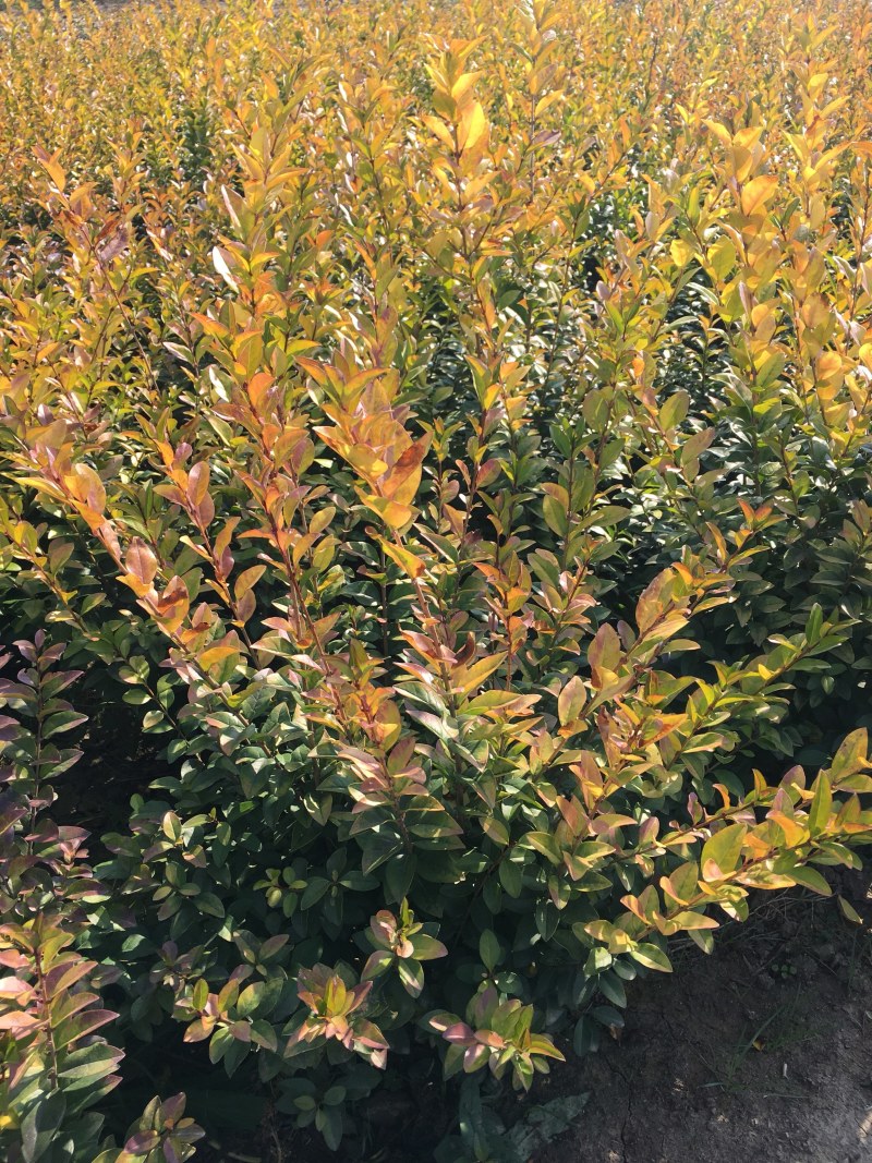 金叶女贞金叶女贞苗高度40-50农户现挖现卖
