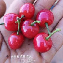 樱桃樱桃苗玛瑙红樱桃树苗3年150cm以上