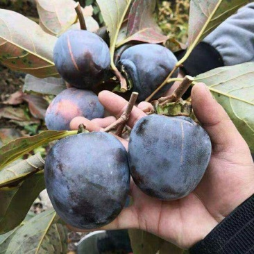 大秋，富有，藤八，黑柿，阳丰，火葫芦，方柿，牛心柿