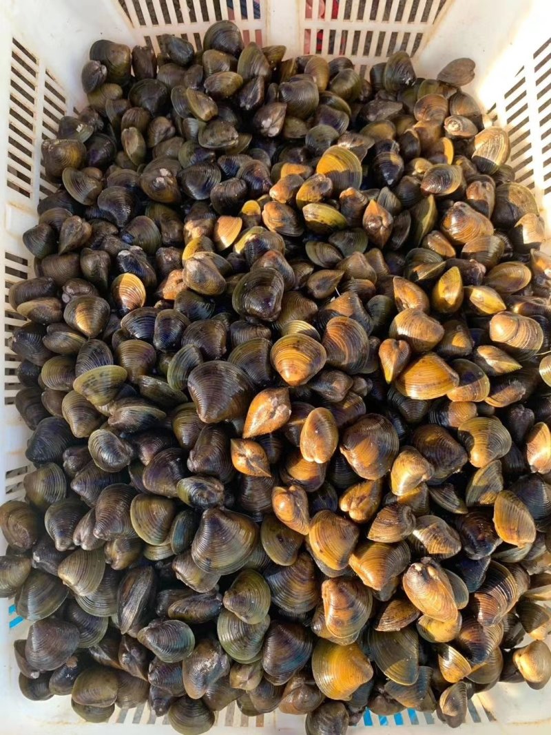 淡水黄沙蚬子，黄蚬子，蚬子。