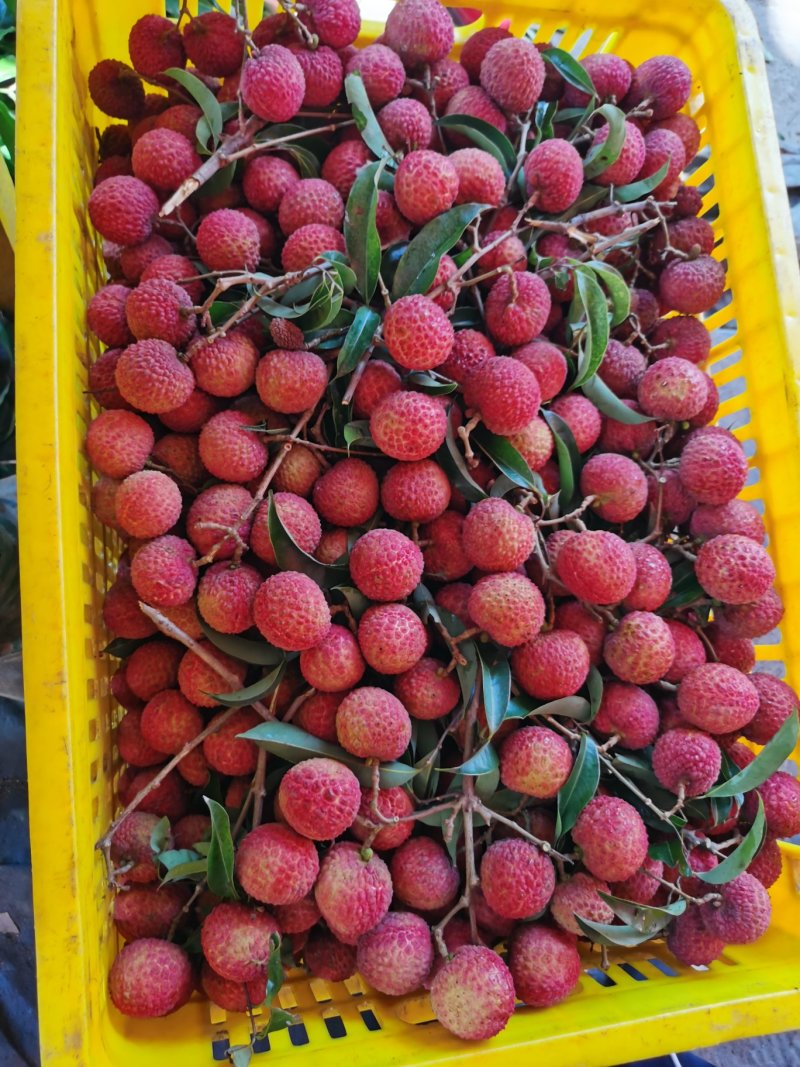 广东荔枝玉荷包品牌供应链代办代发产地直供大量上市