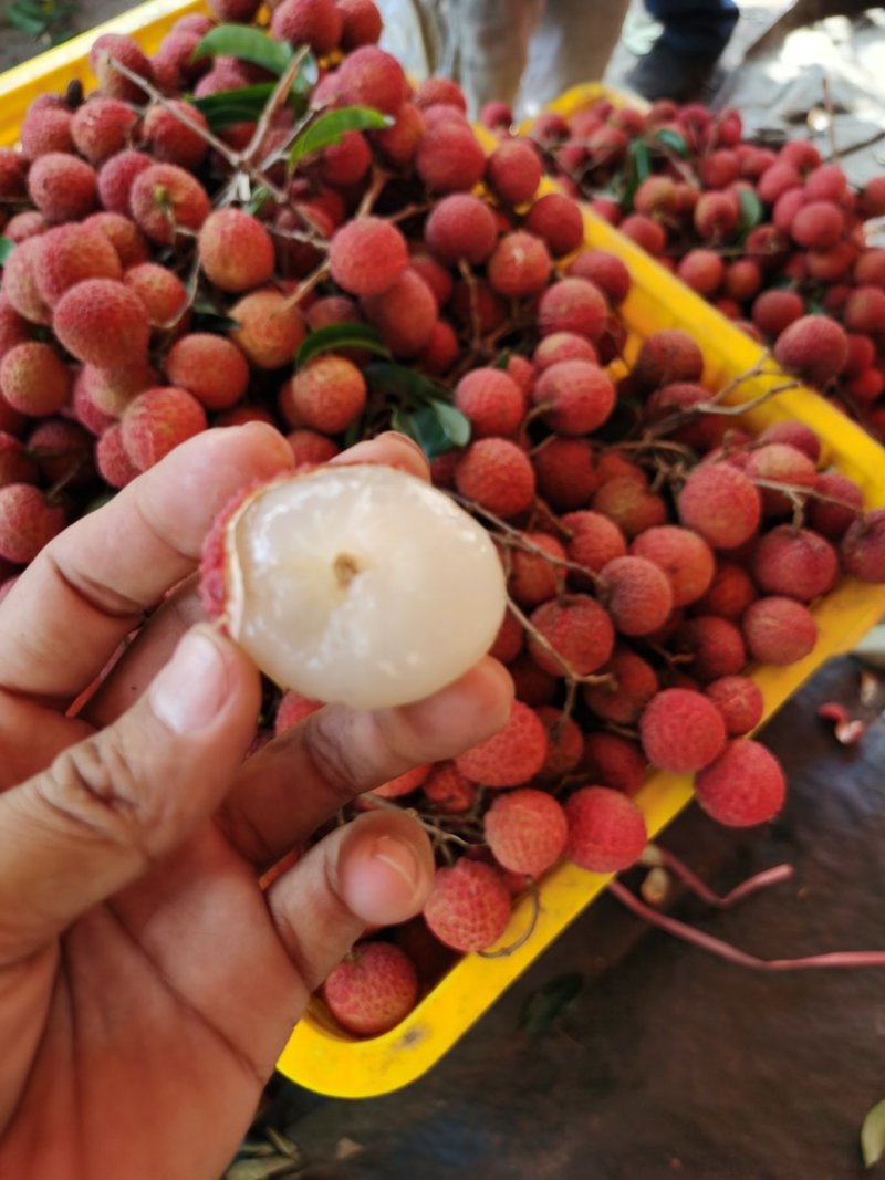 广东荔枝玉荷包品牌供应链代办代发产地直供大量上市