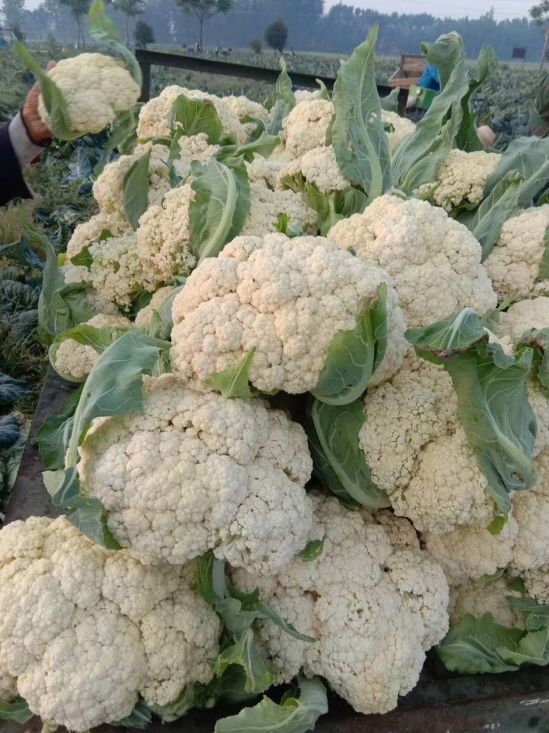 精品实花，松花散花持续上市，产地直供，提供各种包装发货