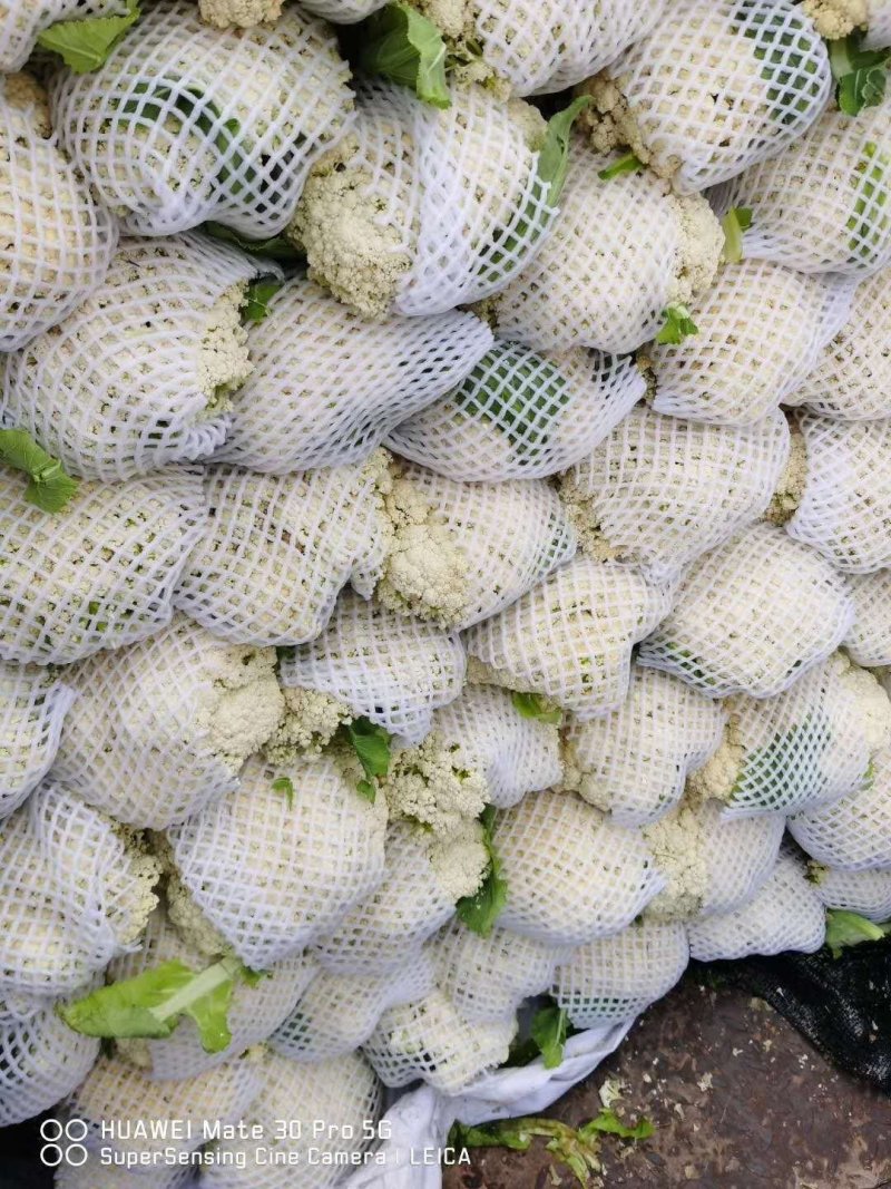 精品实花，松花散花持续上市，产地直供，提供各种包装发货
