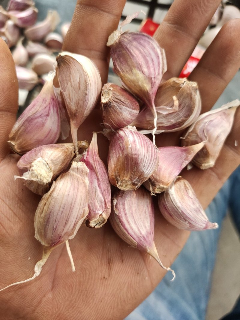 大蒜种子二水早，基地直发，诚信代办，信息准。