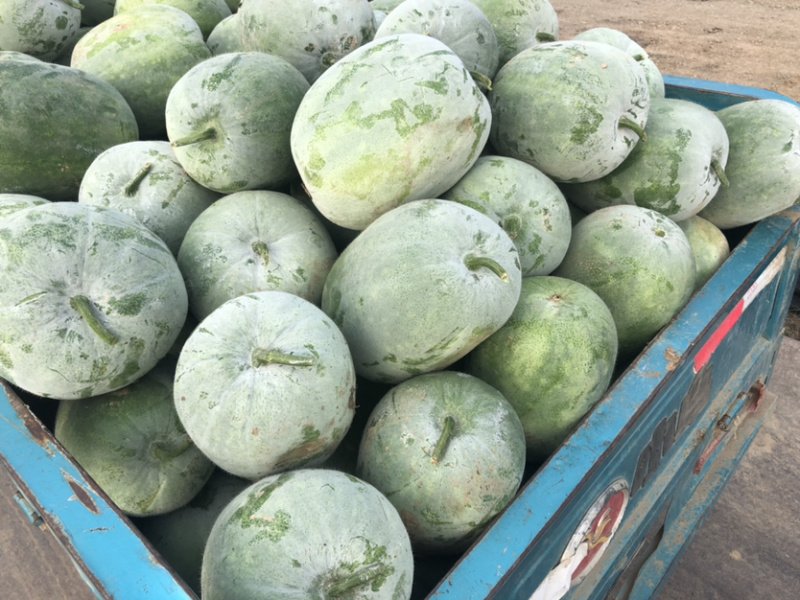 【基地直供】一串零冬瓜大量上市品质好价格低欢迎抢购