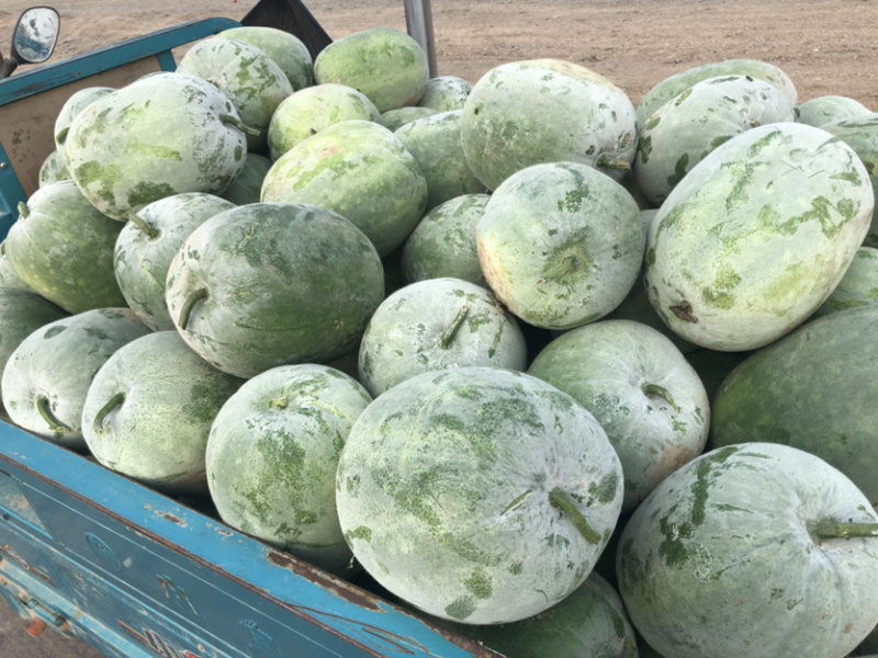 【基地直供】一串零冬瓜大量上市品质好价格低欢迎抢购