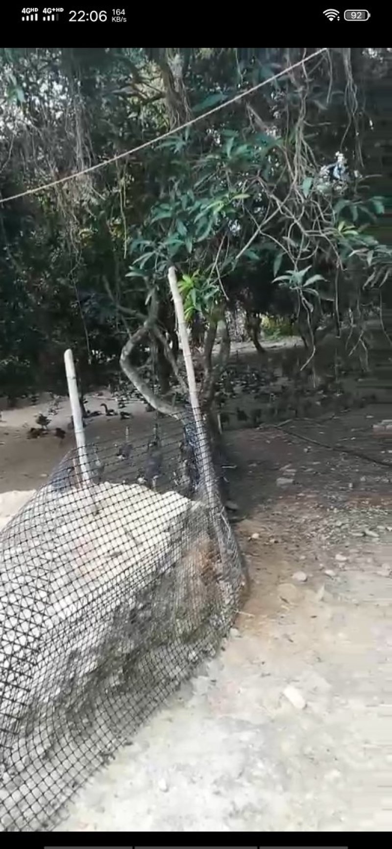 发酵的袋装豆渣是养殖朋友们的选择！而且成本可控制。