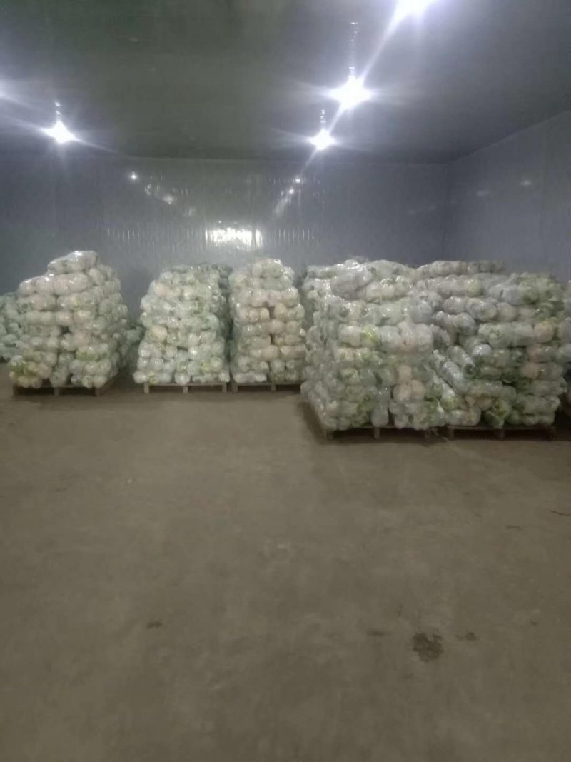 湖北产地菜花上市，发货全国，诚信为您代收，欢迎采购咨询