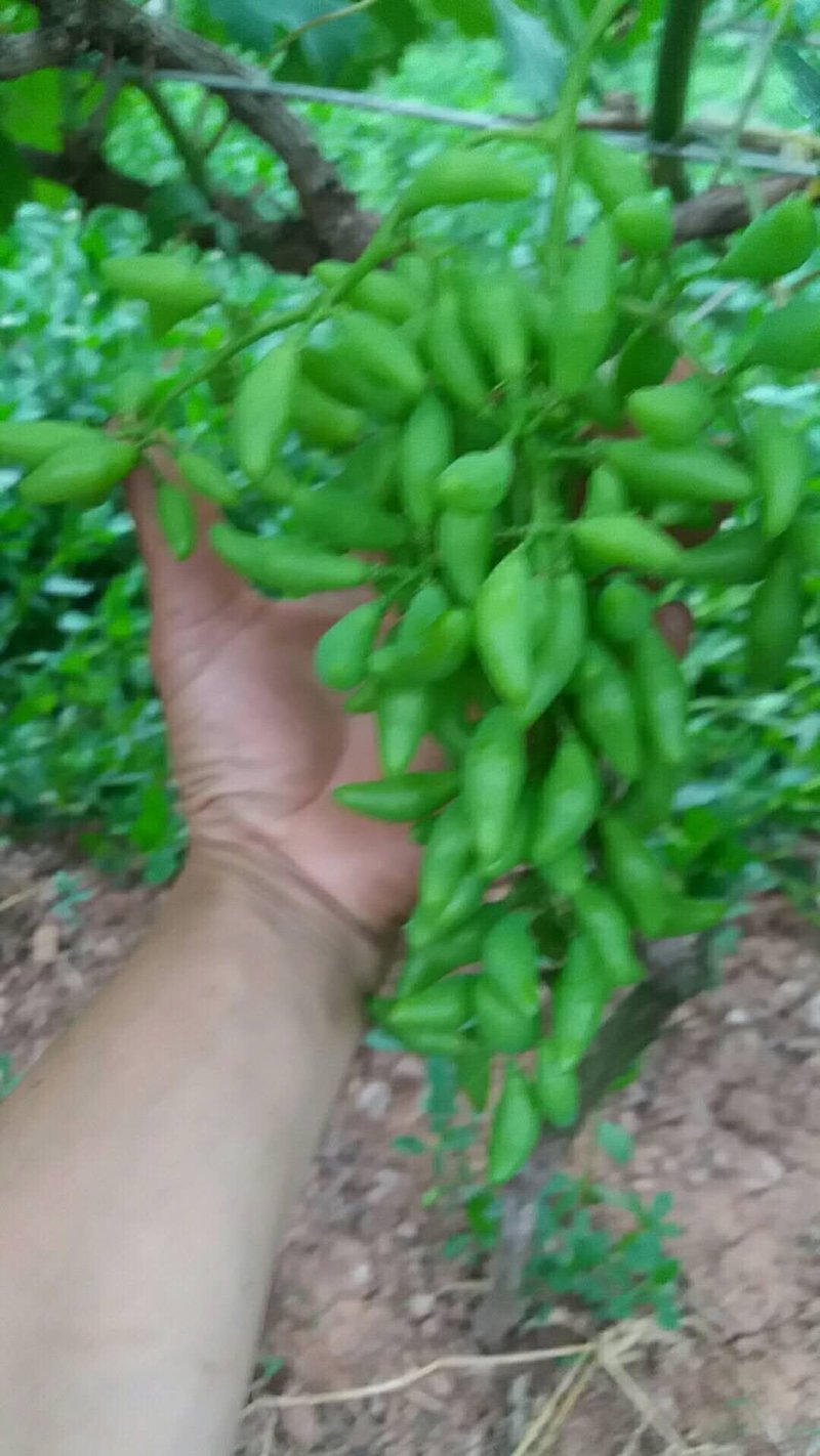 葡萄